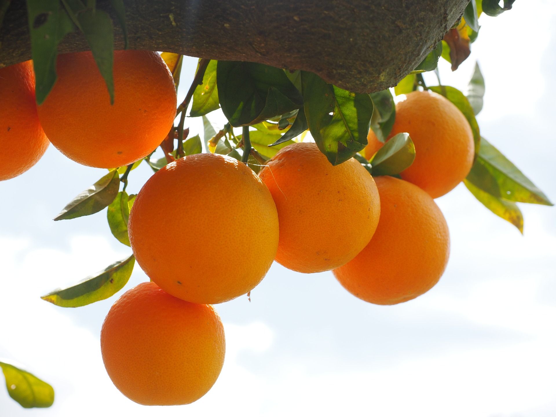 naranjas